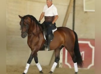 PRE Mix, Wallach, 8 Jahre, 164 cm, Rotbrauner