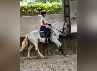 PRE Mix, Wallach, 8 Jahre, 164 cm, Schimmel