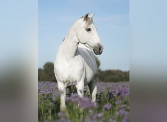 PRE Mix, Wallach, 8 Jahre, 165 cm, Schimmel