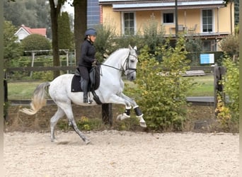 PRE Mix, Wallach, 8 Jahre, 165 cm, Schimmel