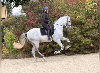PRE Mix, Wallach, 8 Jahre, 165 cm, Schimmel