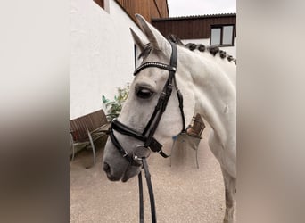 PRE Mix, Wallach, 8 Jahre, 165 cm, Schimmel