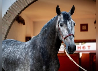 PRE, Wallach, 8 Jahre, 165 cm, Schimmel