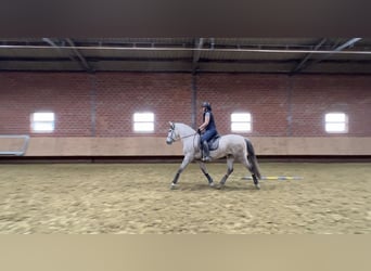 PRE Mix, Wallach, 8 Jahre, 165 cm, Schimmel