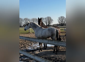 PRE Mix, Wallach, 8 Jahre, 165 cm, Schimmel