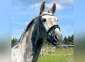 PRE Mix, Wallach, 8 Jahre, 166 cm, Schimmel