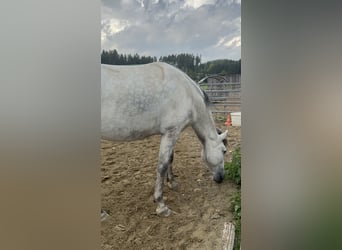 PRE Mix, Wallach, 8 Jahre, 167 cm, Apfelschimmel