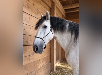 PRE Mix, Wallach, 8 Jahre, 167 cm, Apfelschimmel