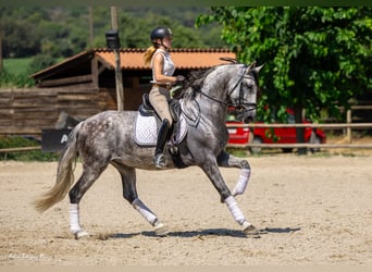 PRE Mix, Wallach, 8 Jahre, 168 cm, Apfelschimmel