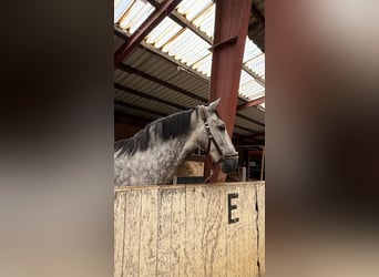 PRE, Wallach, 8 Jahre, 168 cm, Apfelschimmel