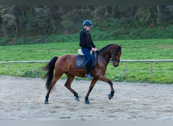 PRE, Wallach, 8 Jahre, 168 cm, Brauner