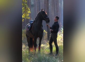PRE Mix, Wallach, 8 Jahre, 168 cm, Dunkelbrauner