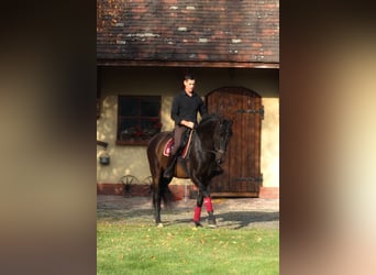 PRE Mix, Wallach, 8 Jahre, 168 cm, Dunkelbrauner