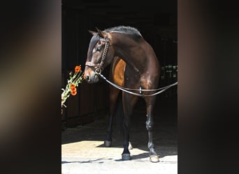 PRE Mix, Wallach, 8 Jahre, 168 cm, Dunkelbrauner