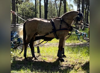 PRE Mix, Wallach, 8 Jahre, 169 cm, Hellbrauner