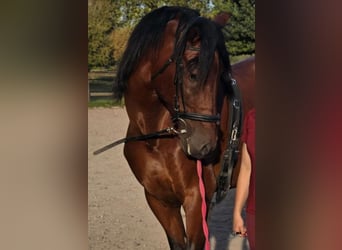 PRE, Wallach, 8 Jahre, 170 cm, Brauner