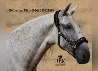 PRE Mix, Wallach, 8 Jahre, 176 cm, Schimmel