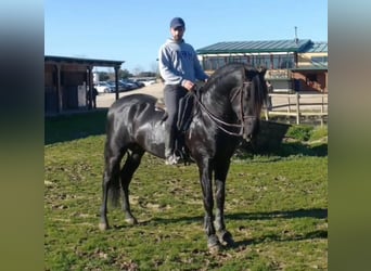 PRE Mix, Wallach, 8 Jahre, 178 cm, Rappe