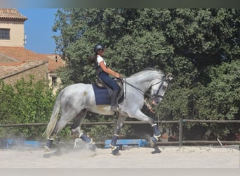 PRE Mix, Wallach, 8 Jahre, 180 cm, Schimmel
