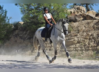 PRE Mix, Wallach, 8 Jahre, 180 cm, Schimmel