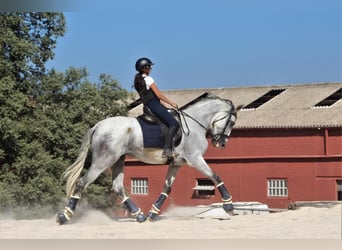 PRE Mix, Wallach, 8 Jahre, 180 cm, Schimmel