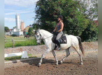 PRE Mix, Wallach, 9 Jahre, 155 cm, Apfelschimmel