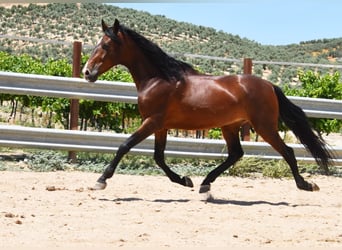 PRE Mix, Wallach, 9 Jahre, 155 cm, Brauner