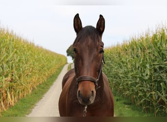 PRE, Wallach, 9 Jahre, 155 cm, Dunkelbrauner