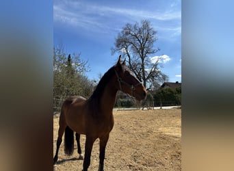 PRE, Wallach, 9 Jahre, 155 cm, Dunkelbrauner