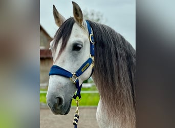 PRE Mix, Wallach, 9 Jahre, 155 cm, Schimmel