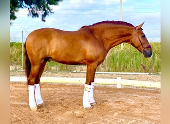 PRE Mix, Wallach, 9 Jahre, 157 cm, Fuchs