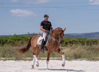 PRE Mix, Wallach, 9 Jahre, 157 cm, Fuchs