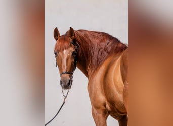PRE Mix, Wallach, 9 Jahre, 157 cm, Fuchs