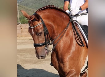 PRE Mix, Wallach, 9 Jahre, 157 cm, Fuchs