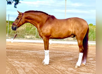 PRE Mix, Wallach, 9 Jahre, 157 cm, Fuchs