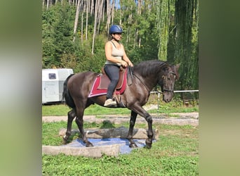 PRE Mix, Wallach, 9 Jahre, 157 cm, Schwarzbrauner