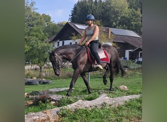 PRE Mix, Wallach, 9 Jahre, 157 cm, Schwarzbrauner