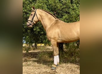 PRE Mix, Wallach, 9 Jahre, 159 cm, Champagne