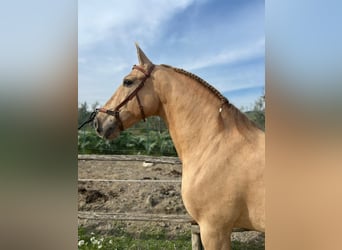 PRE Mix, Wallach, 9 Jahre, 159 cm, Champagne