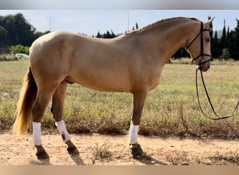 PRE Mix, Wallach, 9 Jahre, 159 cm, Champagne