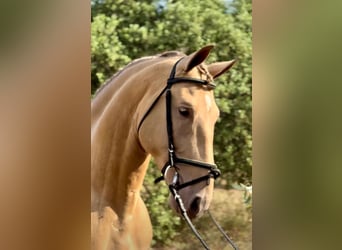 PRE Mix, Wallach, 9 Jahre, 159 cm, Champagne