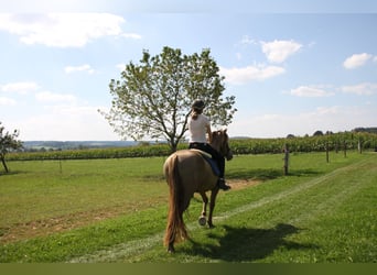 PRE Mix, Wallach, 9 Jahre, 160 cm, Pearl