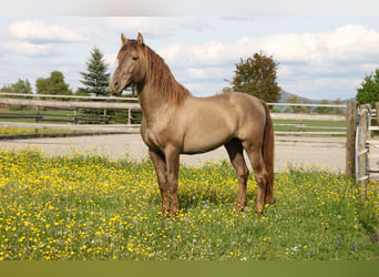PRE Mix, Wallach, 9 Jahre, 160 cm, Pearl