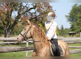 PRE Mix, Wallach, 9 Jahre, 160 cm, Pearl