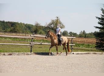 PRE Mix, Wallach, 9 Jahre, 160 cm, Pearl