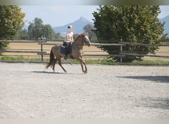 PRE Mix, Wallach, 9 Jahre, 160 cm, Pearl