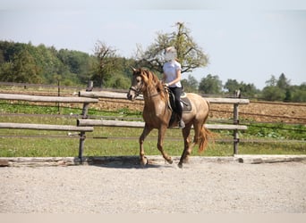 PRE Mix, Wallach, 9 Jahre, 160 cm, Pearl