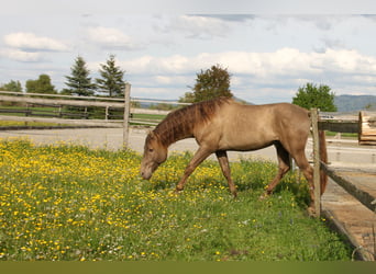 PRE Mix, Wallach, 9 Jahre, 160 cm, Pearl