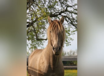 PRE Mix, Wallach, 9 Jahre, 160 cm, Pearl
