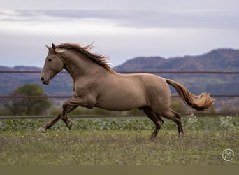 PRE Mix, Wallach, 9 Jahre, 160 cm, Pearl